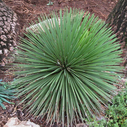 Nasiona Agawy Jeżowej - Agave Stricta