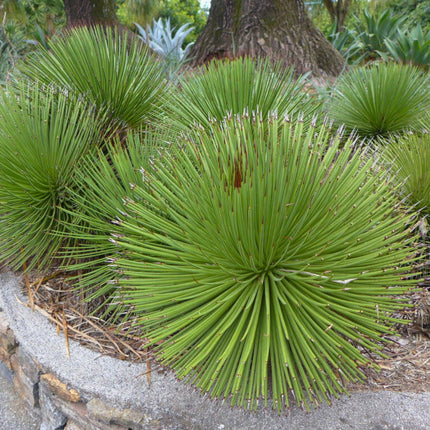 Nasiona Agawy Jeżowej - Agave Stricta
