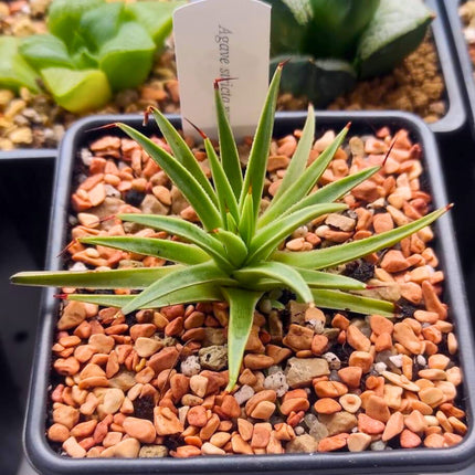 Nasiona Agawy Jeżowej - Agave Stricta