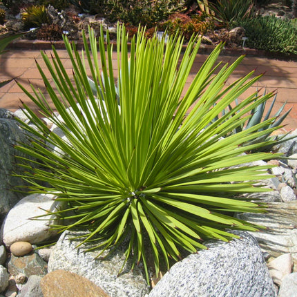 Nasiona Agawy Jeżowej - Agave Stricta