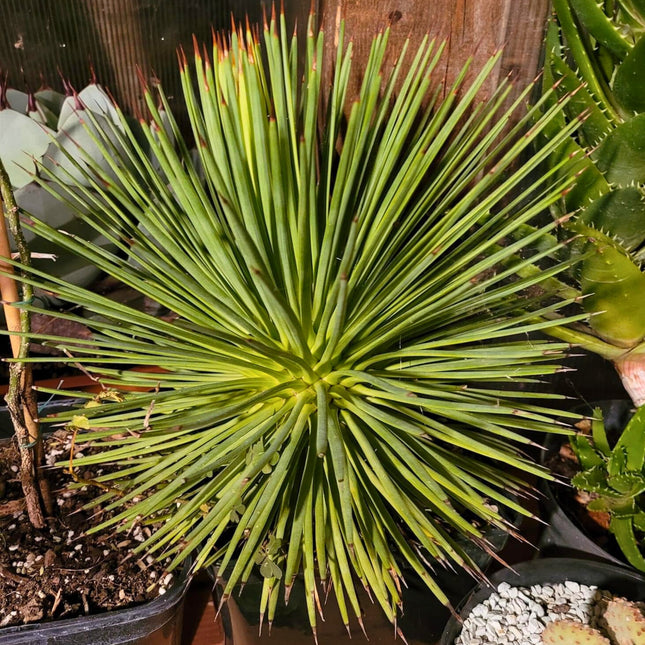 Nasiona Agawy Jeżowej - Agave Stricta