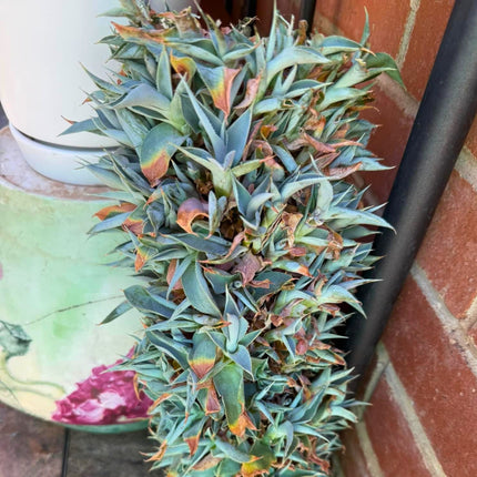 Nasiona Agawy Ośmiornicy - Agave Vilmoriniana