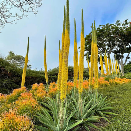 Nasiona Agawy Ośmiornicy - Agave Vilmoriniana