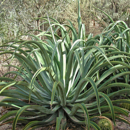 Nasiona Agawy Ośmiornicy - Agave Vilmoriniana