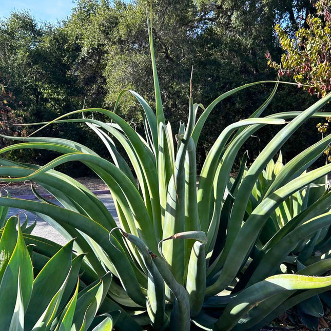 Nasiona Agawy Ośmiornicy - Agave Vilmoriniana