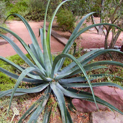 Nasiona Agawy Ośmiornicy - Agave Vilmoriniana