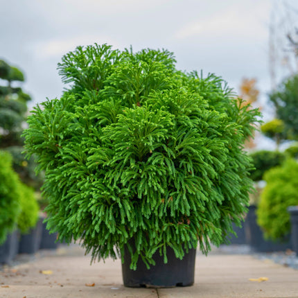 Nasiona Szydlicy Japońskiej - Cryptomeria Japonica