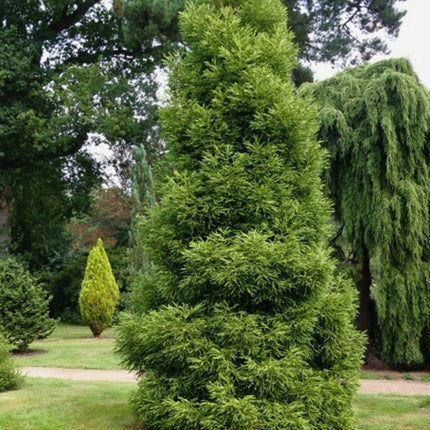 Nasiona Szydlicy Japońskiej - Cryptomeria Japonica