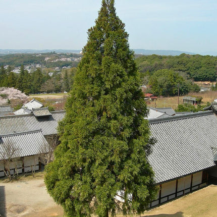 Nasiona Szydlicy Japońskiej - Cryptomeria Japonica