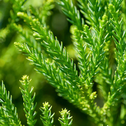 Nasiona Szydlicy Japońskiej - Cryptomeria Japonica