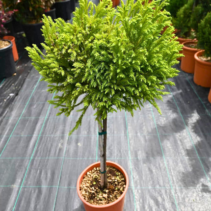 Nasiona Szydlicy Japońskiej - Cryptomeria Japonica