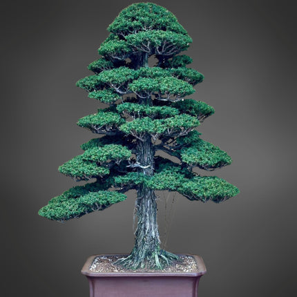 Nasiona Szydlicy Japońskiej - Cryptomeria Japonica