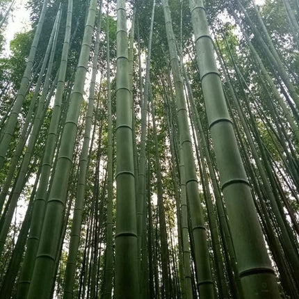 Nasiona Bambusa Moso - Phyllostachys Pubescens