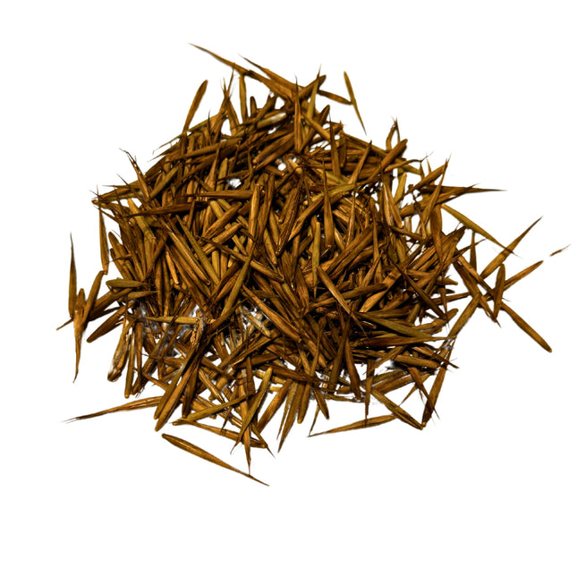 Nasiona Bambusa Moso - Phyllostachys Pubescens