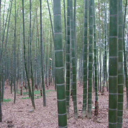 Nasiona Bambusa Moso - Phyllostachys Pubescens