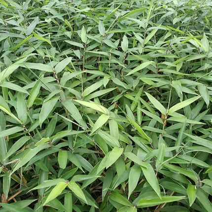 Nasiona Bambusa Moso - Phyllostachys Pubescens