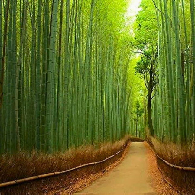 Nasiona Bambusa Moso - Phyllostachys Pubescens