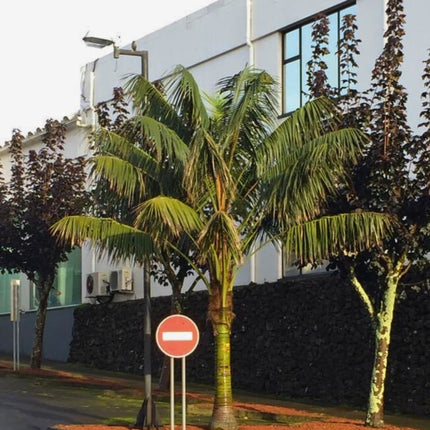 Nasiona Kencji Forsteriana - Howea Forsteriana