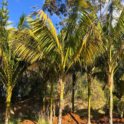 Nasiona Kencji Forsteriana - Howea Forsteriana