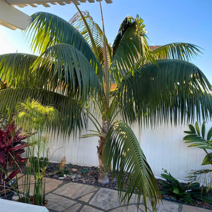 Nasiona Kencji Forsteriana - Howea Forsteriana
