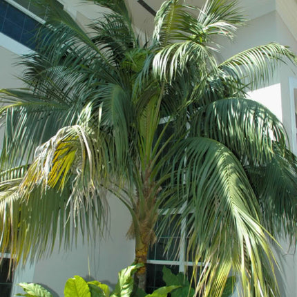 Nasiona Kencji Forsteriana - Howea Forsteriana