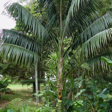 Nasiona Kencji Forsteriana - Howea Forsteriana