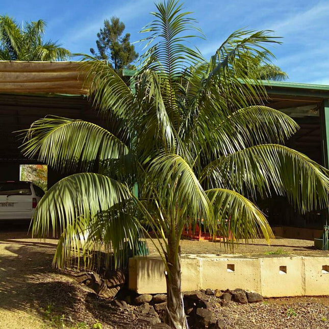Nasiona Kencji Forsteriana - Howea Forsteriana