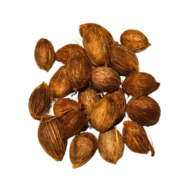 Nasiona Kencji Forsteriana - Howea Forsteriana