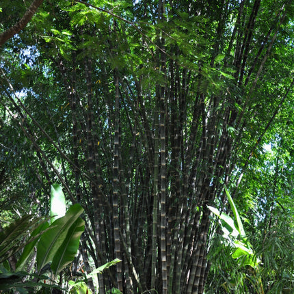 Nasiona Bambusa Smoczego - Dendrocalamus Asper