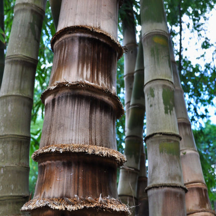Nasiona Bambusa Smoczego - Dendrocalamus Asper