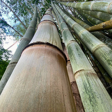 Nasiona Bambusa Smoczego - Dendrocalamus Asper
