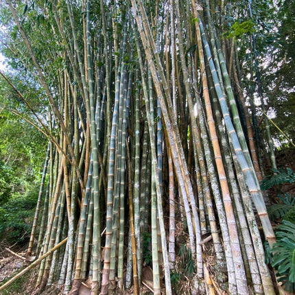 Nasiona Bambusa Smoczego - Dendrocalamus Asper