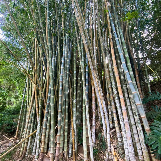 Nasiona Bambusa Smoczego - Dendrocalamus Asper