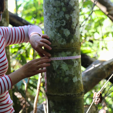 Nasiona Bambusa Smoczego - Dendrocalamus Asper