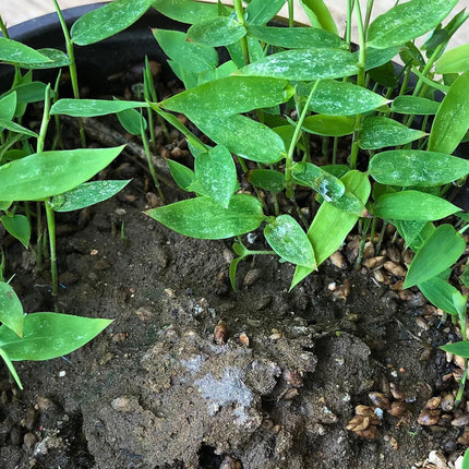 Nasiona Bambusa Smoczego - Dendrocalamus Asper