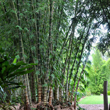 Nasiona Bambusa Smoczego - Dendrocalamus Asper
