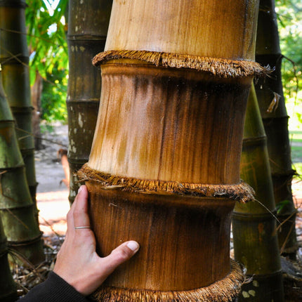 Nasiona Bambusa Smoczego - Dendrocalamus Asper