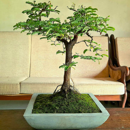 Nasiona Tamaryndowca Indyjskiego - Tamarindus Indica