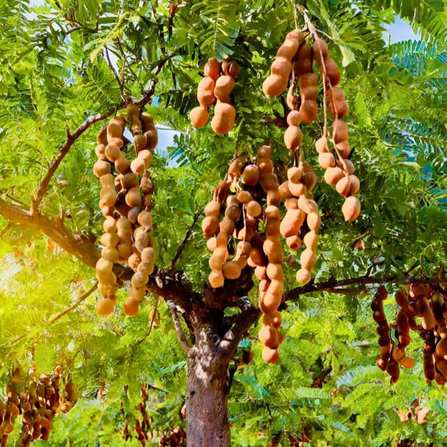 Nasiona Tamaryndowca Indyjskiego - Tamarindus Indica