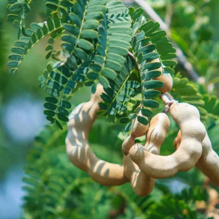 Nasiona Tamaryndowca Indyjskiego - Tamarindus Indica