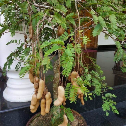 Nasiona Tamaryndowca Indyjskiego - Tamarindus Indica