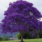 Nasiona Jakarandy Mimozolistnej (Jacaranda mimosifolia)
