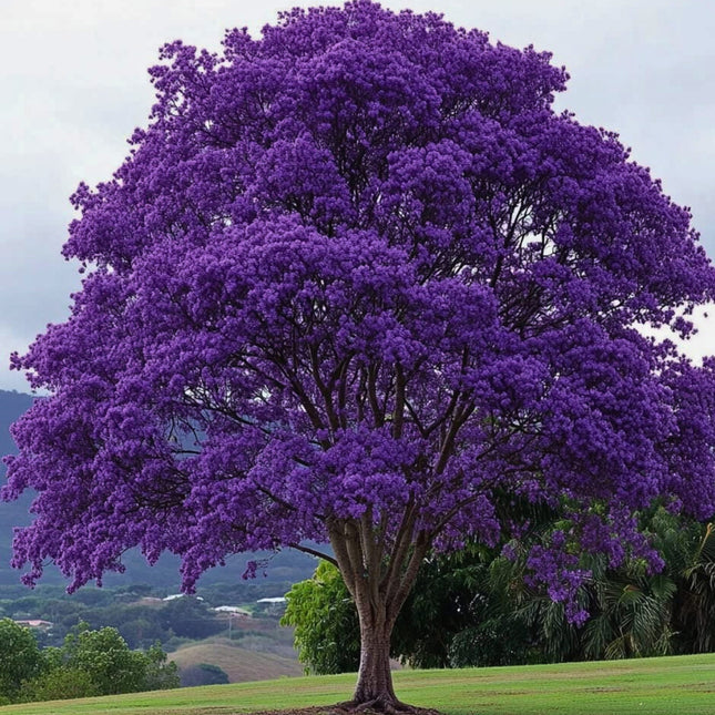 Nasiona Jakarandy Mimozolistnej - Jacaranda Mimosifolia