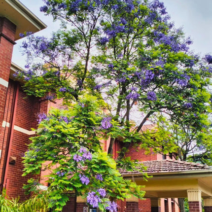 Nasiona Jakarandy Mimozolistnej - Jacaranda Mimosifolia