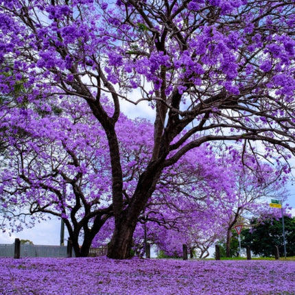 Nasiona Jakarandy Mimozolistnej - Jacaranda Mimosifolia