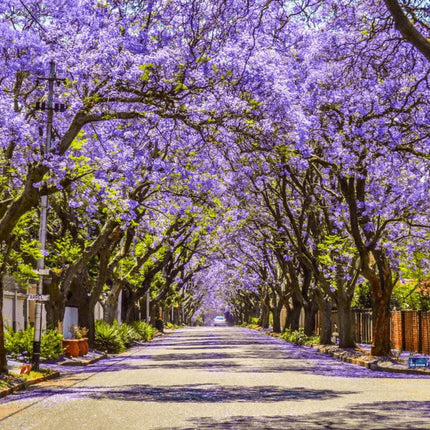 Nasiona Jakarandy Mimozolistnej - Jacaranda Mimosifolia