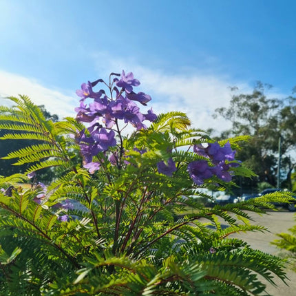 Nasiona Jakarandy Mimozolistnej - Jacaranda Mimosifolia