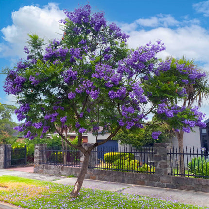 Nasiona Jakarandy Mimozolistnej - Jacaranda Mimosifolia