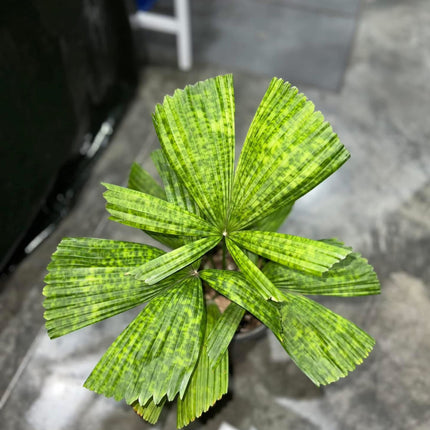 Nasiona Wietnamskiej Palmy Rajskiej - Lanonia Dasyantha