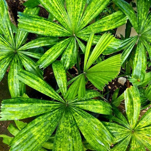Nasiona Wietnamskiej Palmy Rajskiej - Lanonia Dasyantha